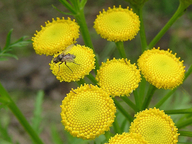 Common Tansy