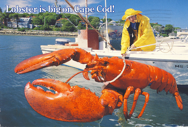 Cape Cod Lobster