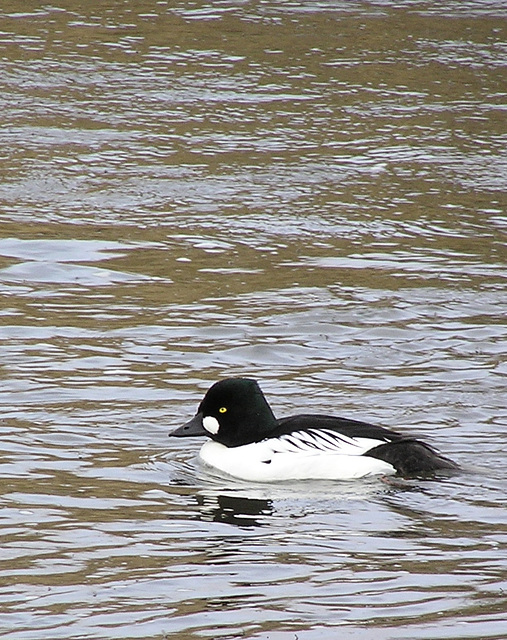 Goldeneye