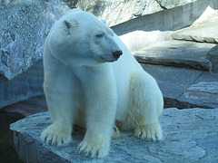 Es war einmal... ein Eisbär namens Anton - 2004 (Wilhelma)