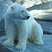 Es war einmal... ein Eisbär namens Anton - 2004 (Wilhelma)