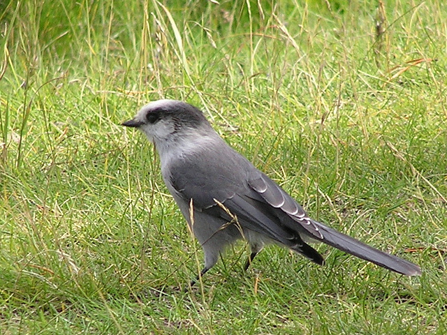 Gray Jay