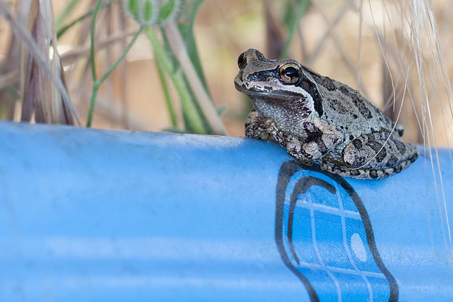 Sinky the Wayward Pacific Tree Frog