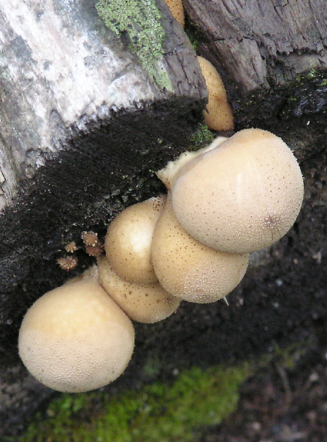 Fungi