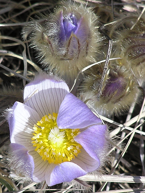 Prairie Crocus