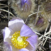 Prairie Crocus