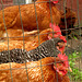 4 Hens Roosting