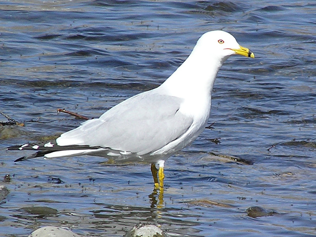 Ring-billed Gull