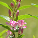Tartarian Honeysuckle Tartarian Honeysuckle