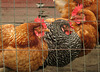 3 Hens Roosting