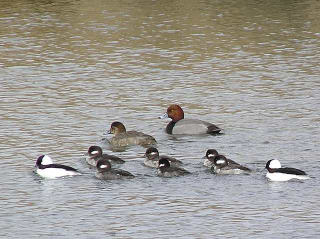 Redheads and Buffleheads