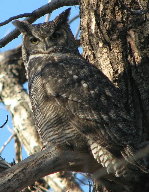 Great Horned Owl