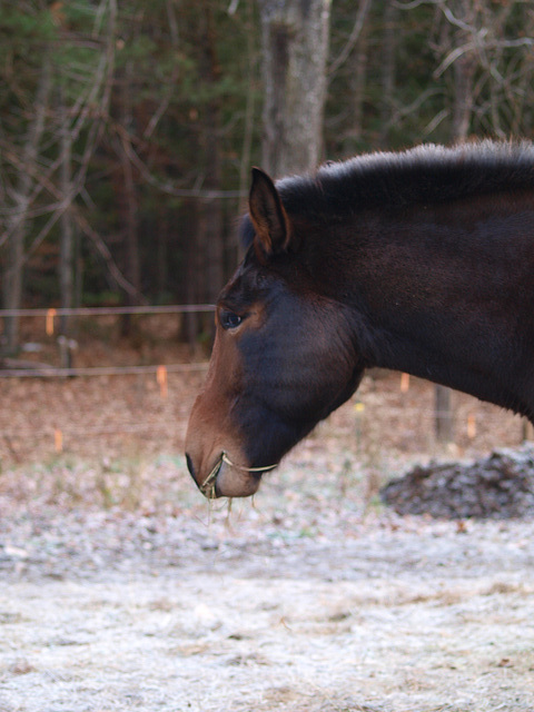 frost in the mane