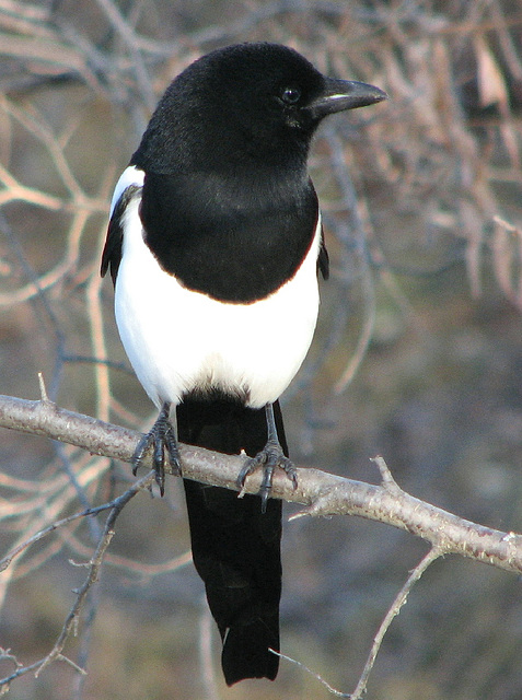 Black-billed Magpie