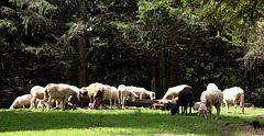 Schafe auf der Lahneralm