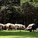 Schafe auf der Lahneralm
