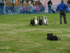 rspcagdsep22012 (1112)