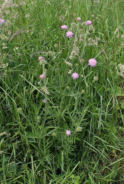 Knautia arvensis (7)