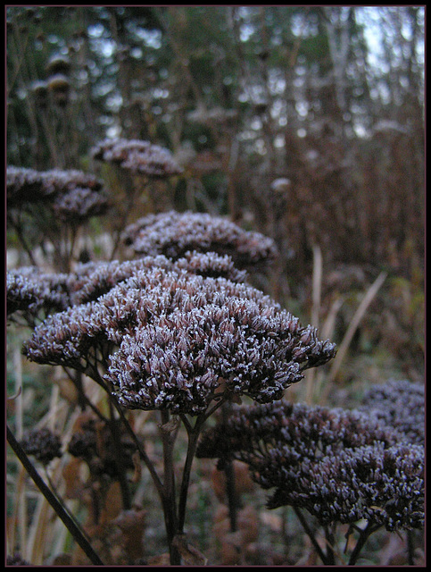 frosty start