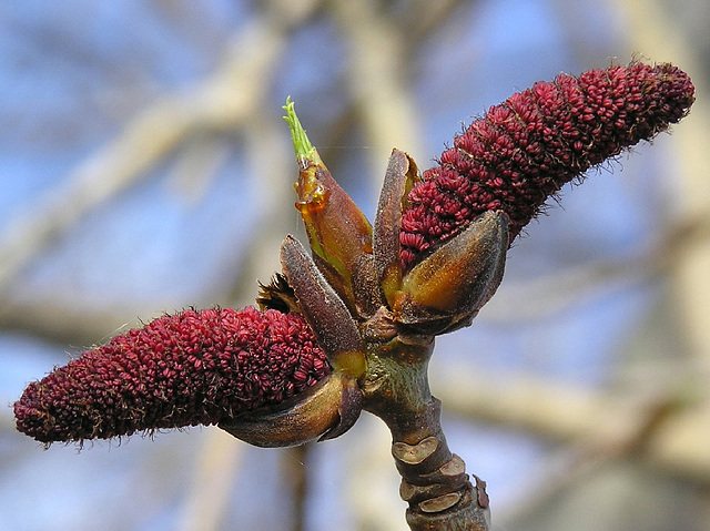 Balsam Poplar