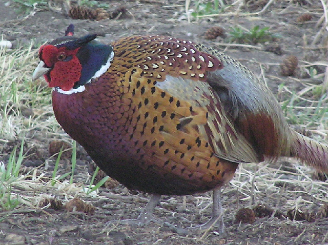 Ring-necked Pheasant 2