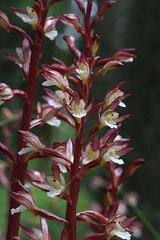 Ozette Coralroot