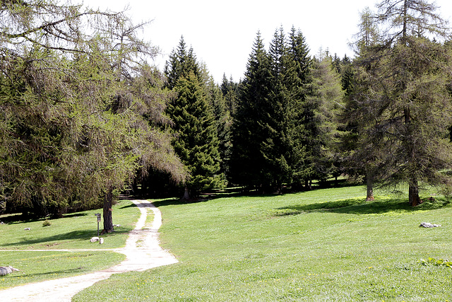 bei der Schönrastalm auf 1700 m  Höhe