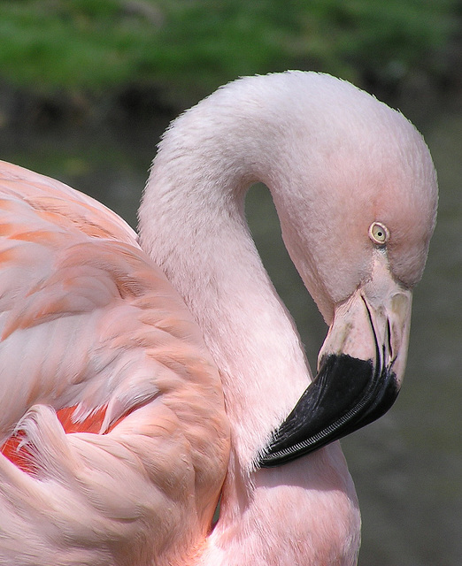 Pretty in pink