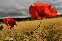 Coquelicot