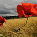 Coquelicot
