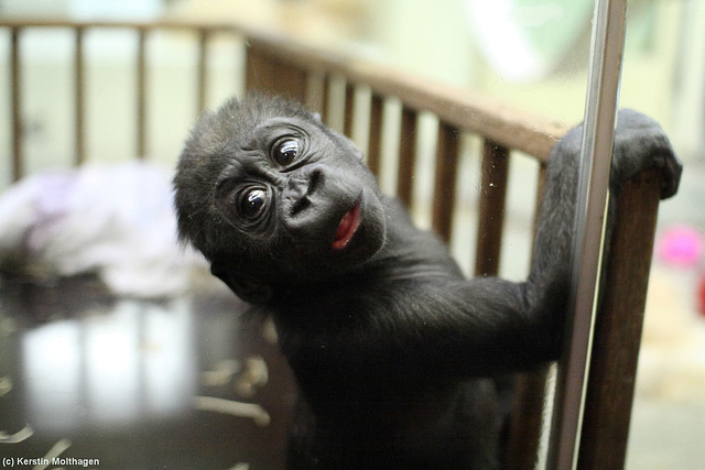 Gorillababy Upala (Wilhelma)