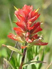 Red Paintbrush