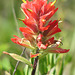 Red Paintbrush