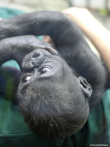 Gorillababy Upala (Wilhelma)