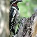 Red-naped Sapsucker