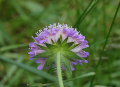 Knautia arvensis (9)