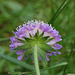 Knautia arvensis (9)