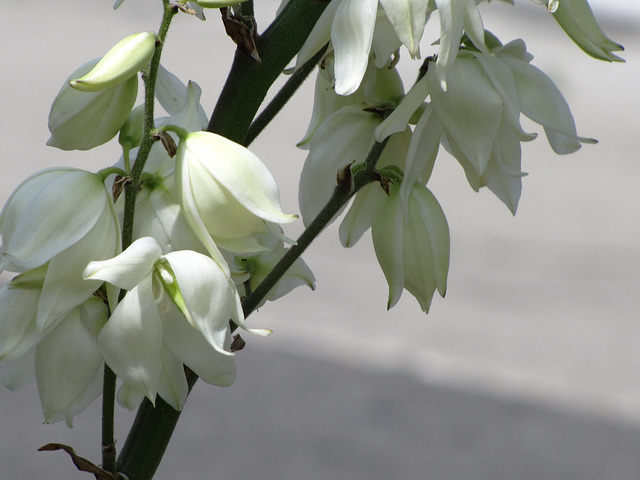 Spanish Bayonet flowers ..