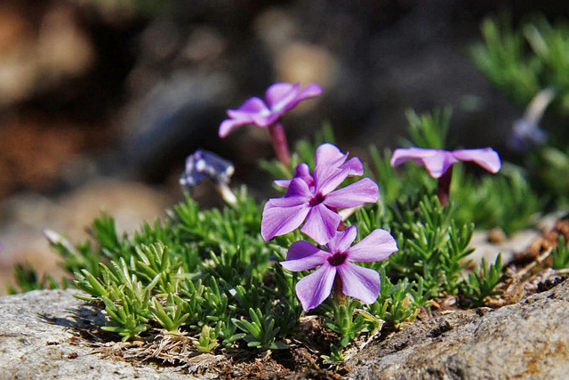 Spreading Phlox