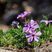 Spreading Phlox