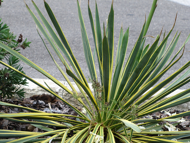 Bayonet leaves..