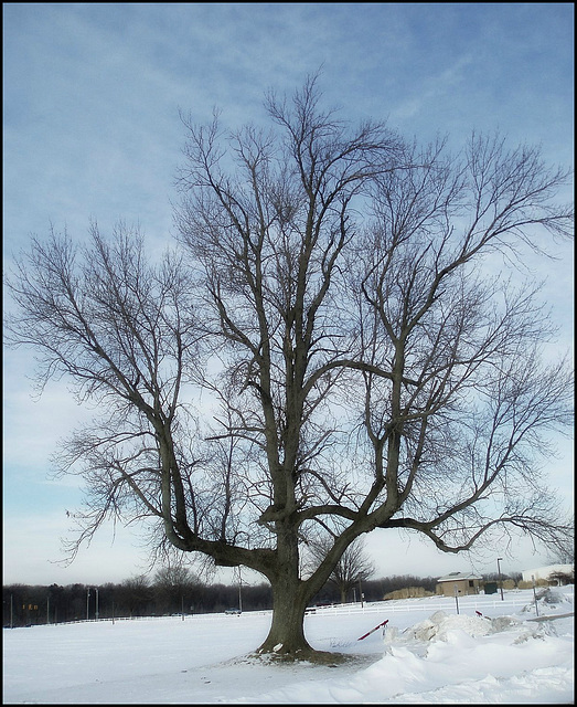 Winter tree