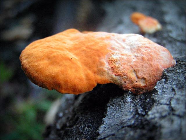 blob on a log