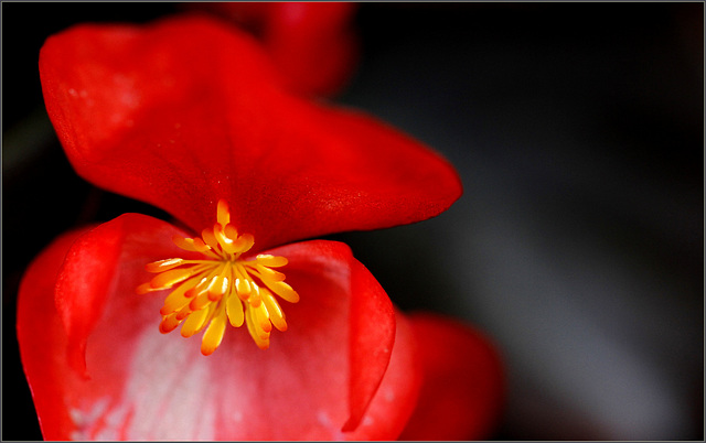 Begonia