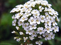 little white wildflower