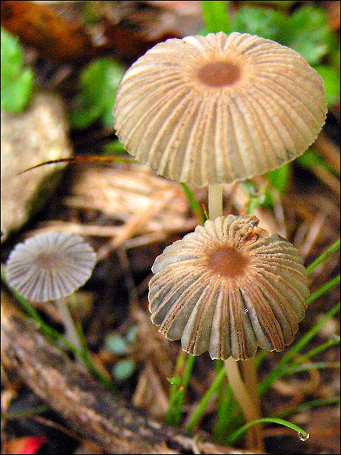 tiny umbrellas