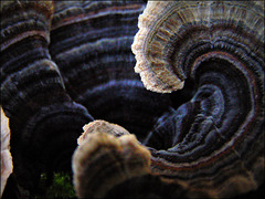 mushroom patterns