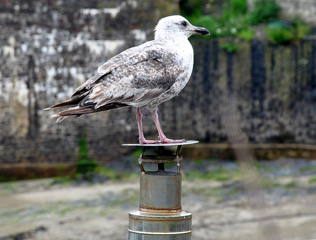 Cornwall-gull-Port Isaac