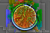 Banyan Tree - Circular Fisheye - HDR image with interior of lens body visible surrounding image.
