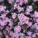 Pink flowers, Redondo Beach CA